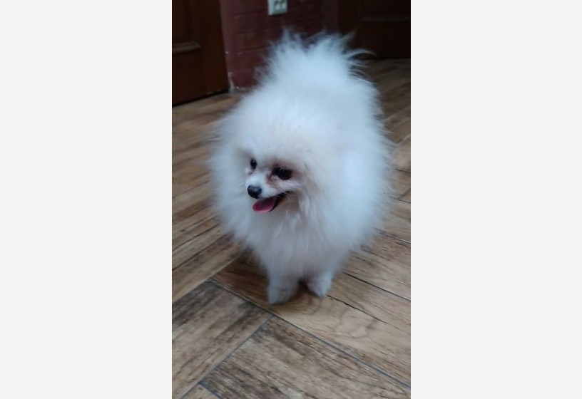 a-kalite-pomeranian-spitz-mix-big-0