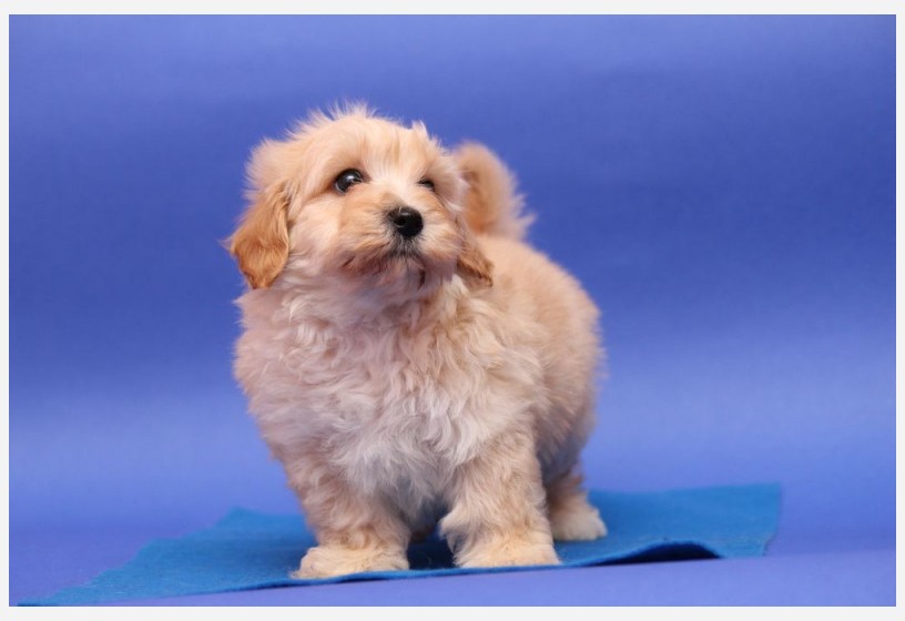 en-guzel-toy-poodle-yavrulari-big-0