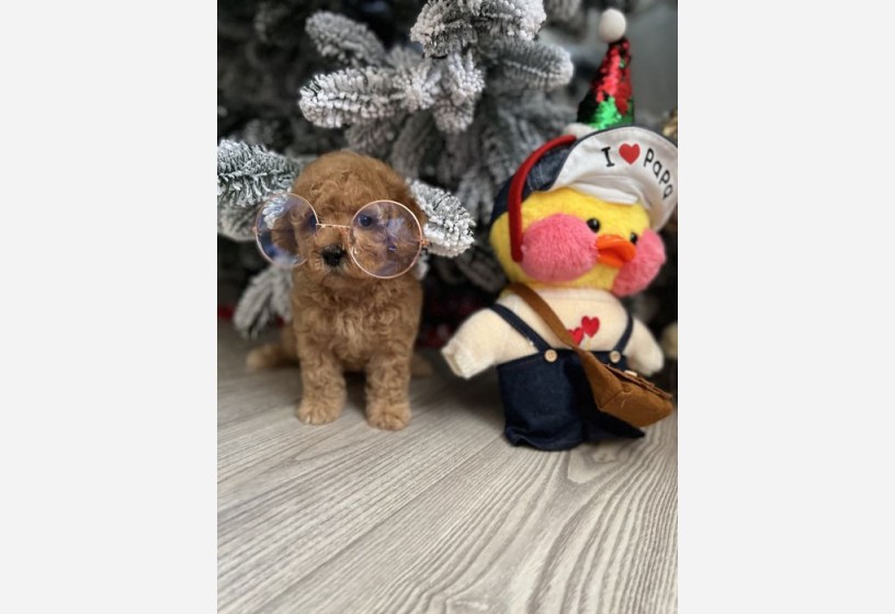 apricot-toy-poodle-yavrumuz-big-1