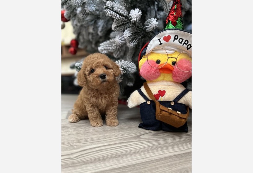 apricot-toy-poodle-yavrumuz-big-0