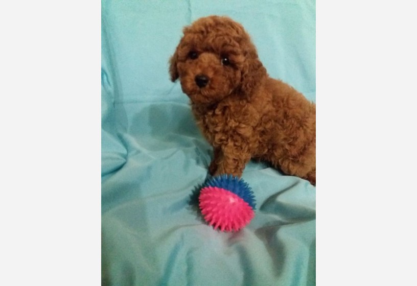 toy-poodle-yavrularimiz-renk-renk-asili-kimlikli-teslim-big-0