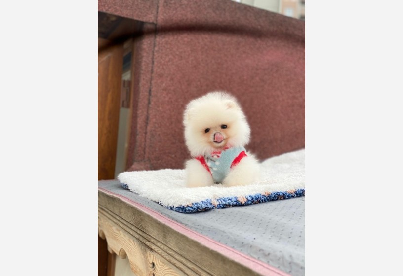 pomeranian-boo-teddy-face-disi-yavrumuz-big-0