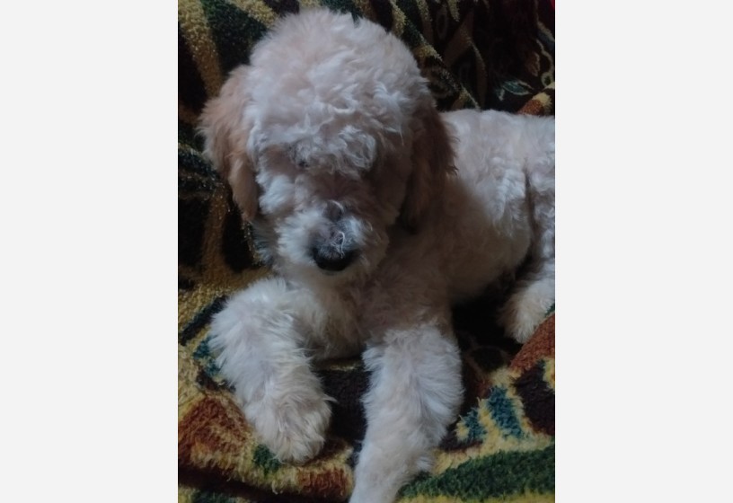 7-aylik-erkek-maltipoo-big-0