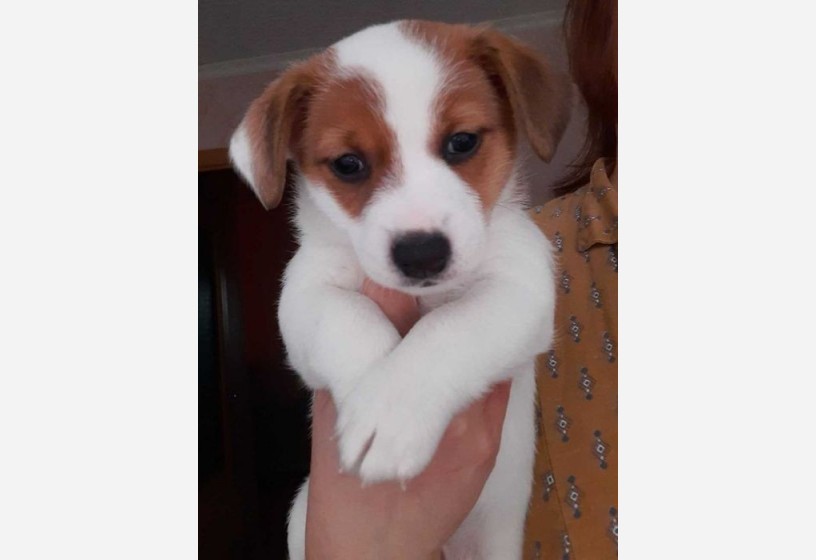 elizabeth-beagle-bebekleri-big-1