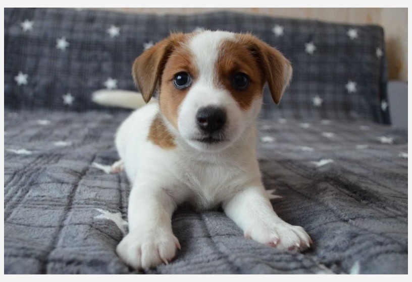 elizabeth-beagle-bebekleri-big-0