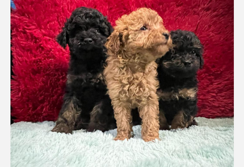 ozel-renklere-sahip-phantom-toy-poodle-yavrularimiz-big-1