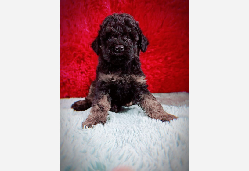 ozel-renklere-sahip-phantom-toy-poodle-yavrularimiz-big-0