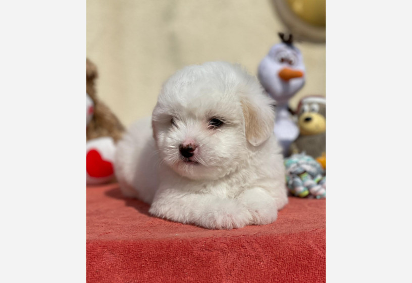 maltipoo-big-0