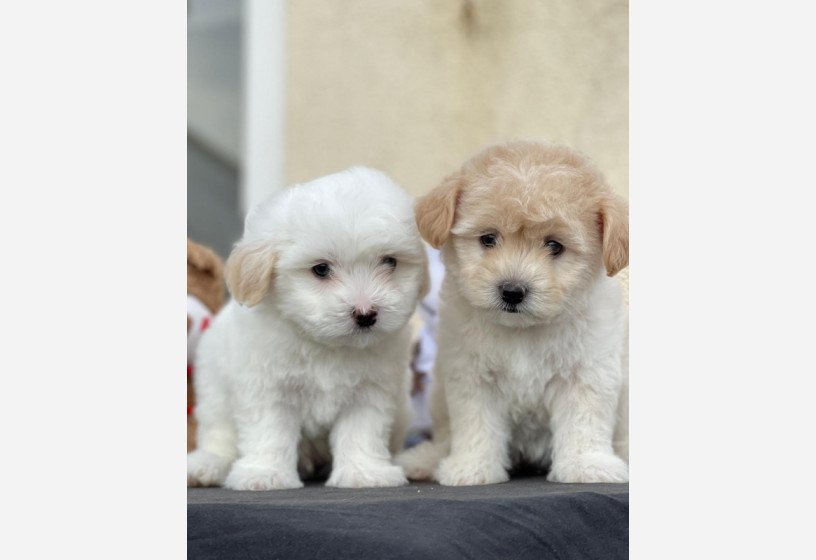 maltipoo-big-3