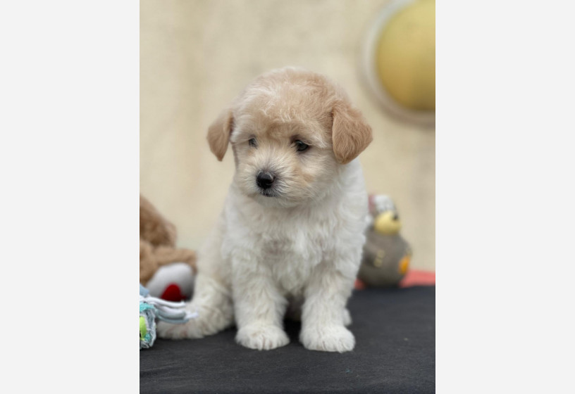 maltipoo-big-4