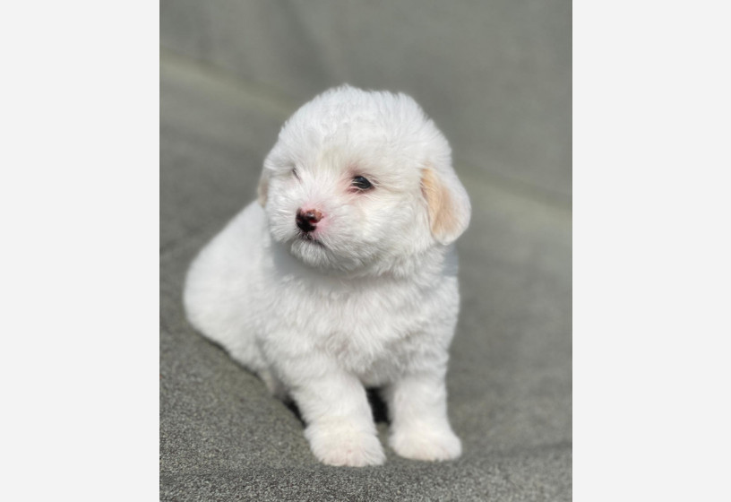 maltipoo-big-2