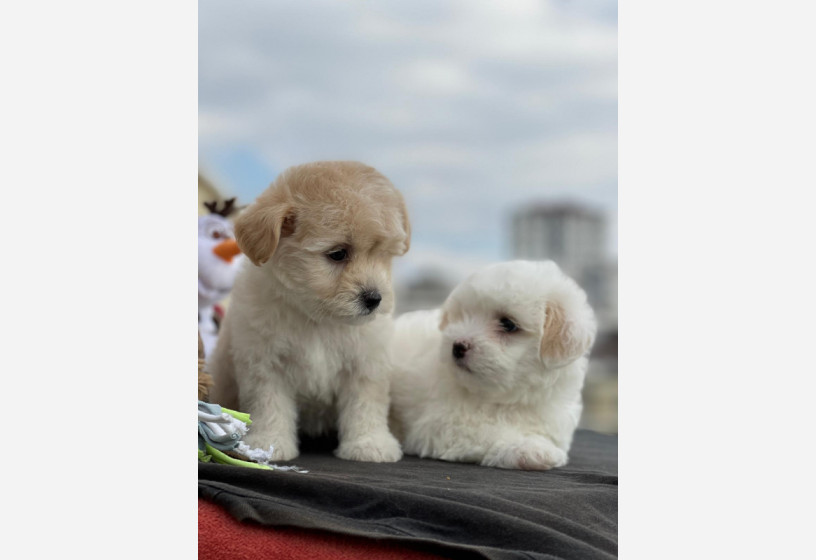 maltipoo-big-1