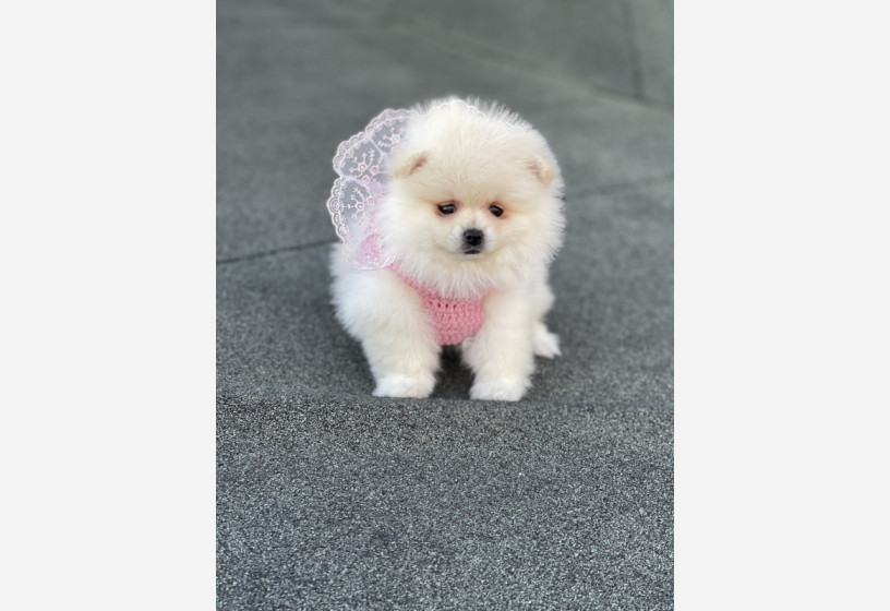 pomeranian-boo-yavrular-big-3