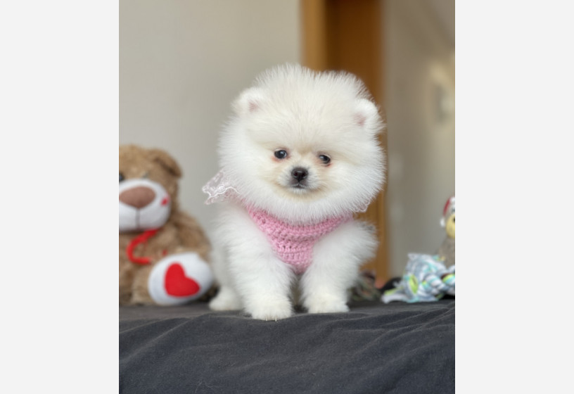 pomeranian-boo-yavrular-big-0