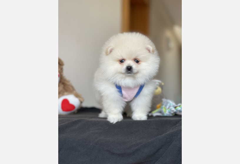 pomeranian-boo-yavrular-big-2