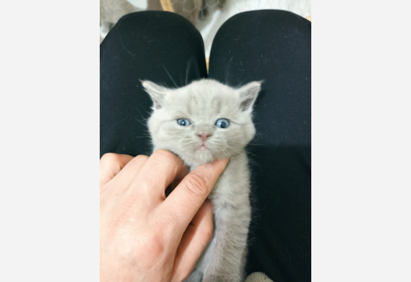 british-shorthair-lilac-yavrular-sizlere-ozel-big-0