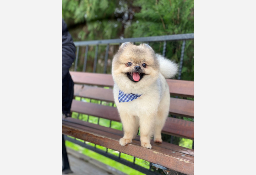 orjinal-safkan-yetiskin-pomeranian-boo-big-1