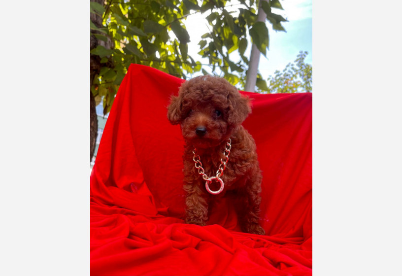 safkan-toy-poodle-big-2