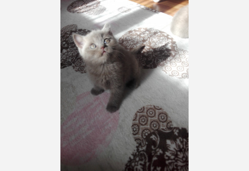 2-adet-erkek-british-shorthair-yavru-big-2