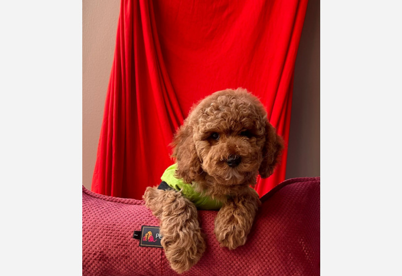 orjinal-toy-poodle-big-3