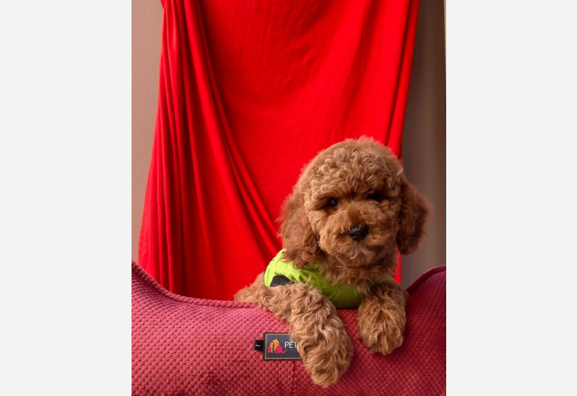 orjinal-toy-poodle-big-2