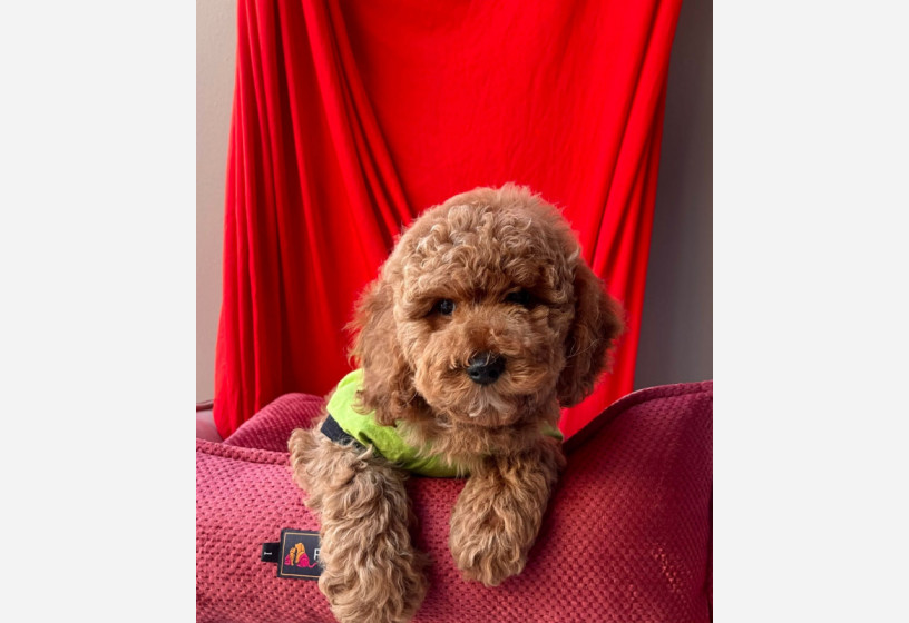 orjinal-toy-poodle-big-0