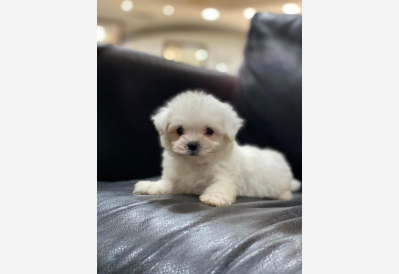 minik-maltese-terrier-big-4