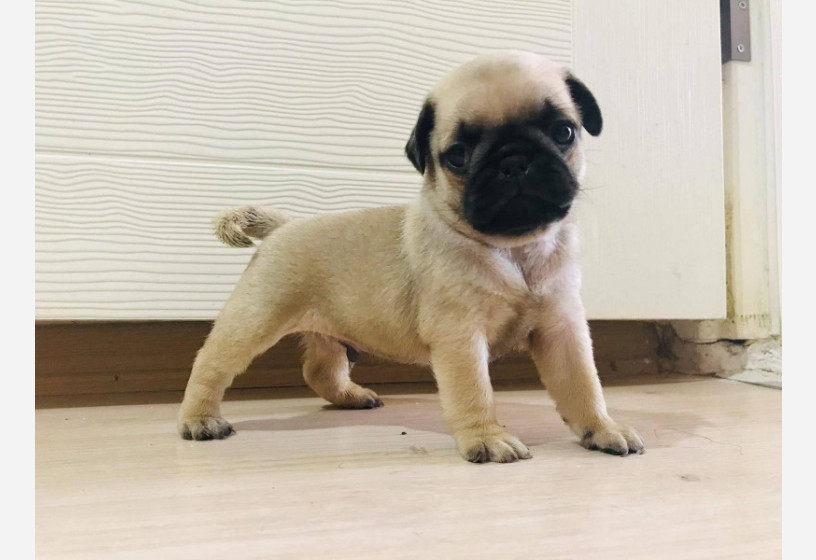 muhtesem-guzellikte-pug-yavrularimiz-big-2