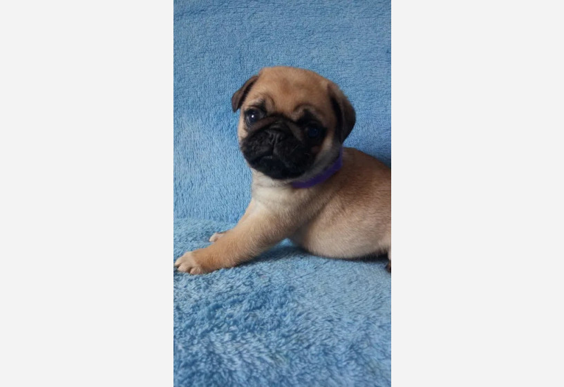 muhtesem-guzellikte-pug-yavrularimiz-big-3