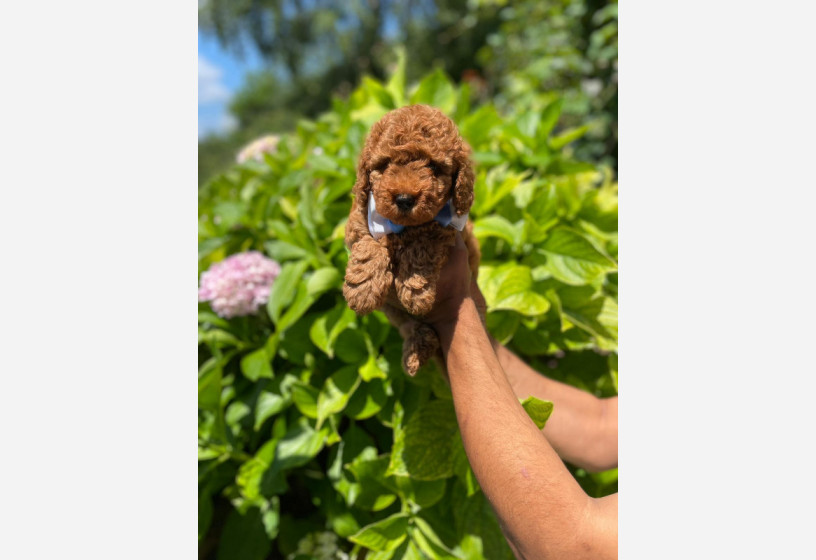 red-brown-toy-poodle-big-2