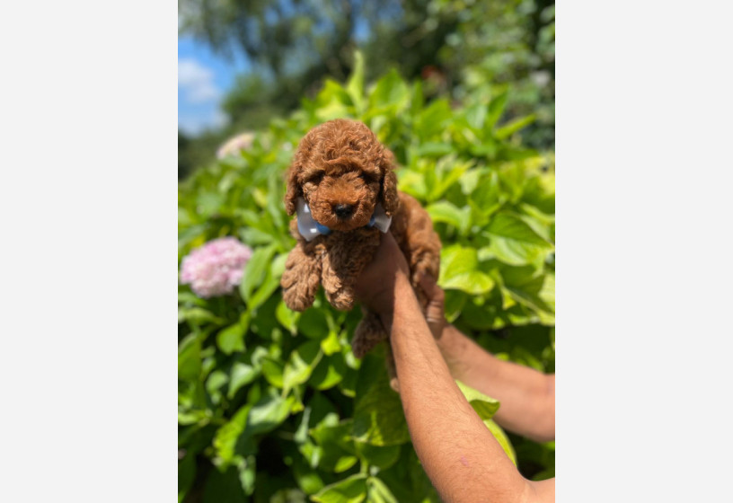 red-brown-toy-poodle-big-0