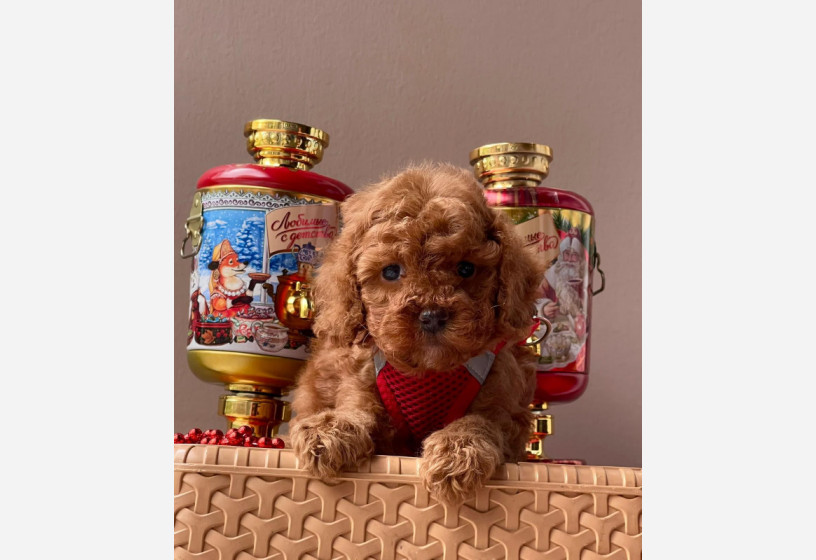 orjinal-toy-poodle-big-1