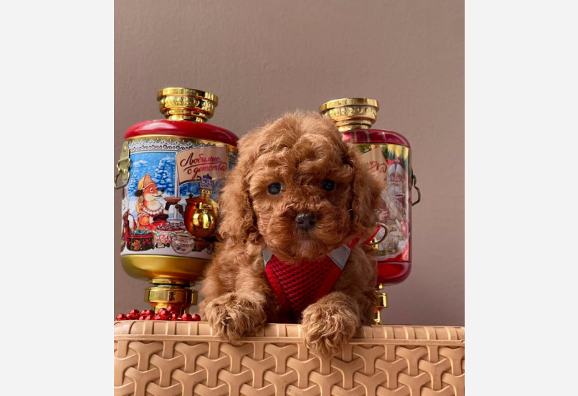 orjinal-toy-poodle-big-0