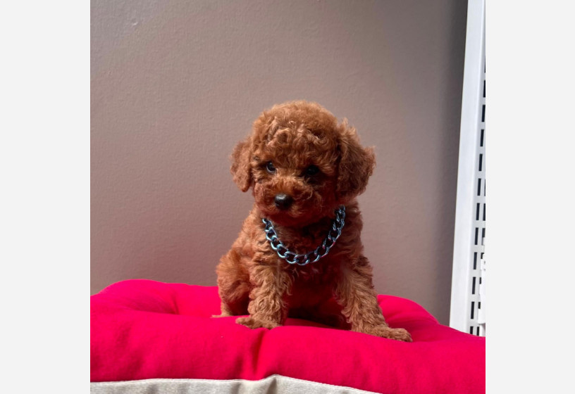 orjinal-toy-poodle-big-1