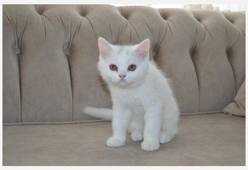 british-shorthair-big-1