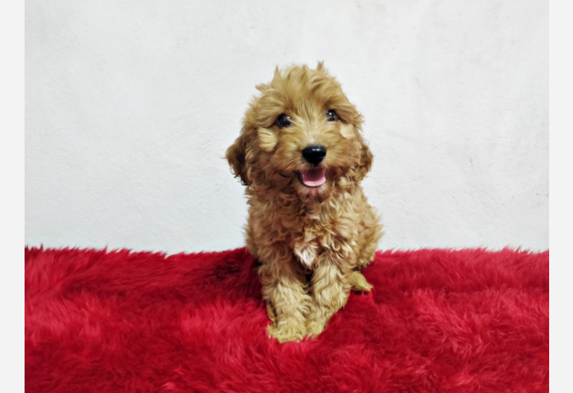 muhtesem-guzellikte-toy-poodle-yavrularimiz-big-4