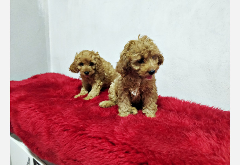 muhtesem-guzellikte-toy-poodle-yavrularimiz-big-1