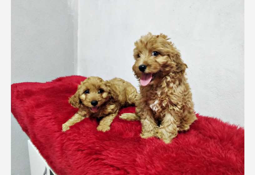 muhtesem-guzellikte-toy-poodle-yavrularimiz-big-3