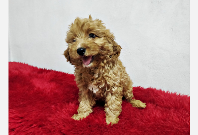 muhtesem-guzellikte-toy-poodle-yavrularimiz-big-2