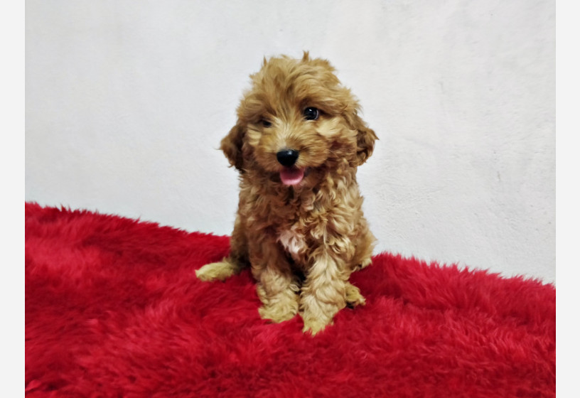 muhtesem-guzellikte-toy-poodle-yavrularimiz-big-0