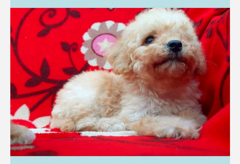 uygun-toy-poodle-yavrular-big-1